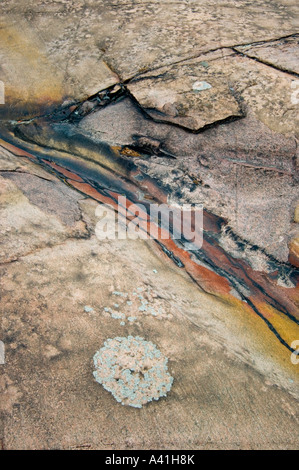 Scudo canadese rock comunità vegetali licheni Killarney Provincial Park, Ontario, Canada Foto Stock