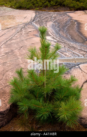 Scudo canadese roccia pianta bianco della comunità pine (Pinus strobus) piantina e pietre macchiate di Killarney Provincial Park, Ontario, Canada Foto Stock