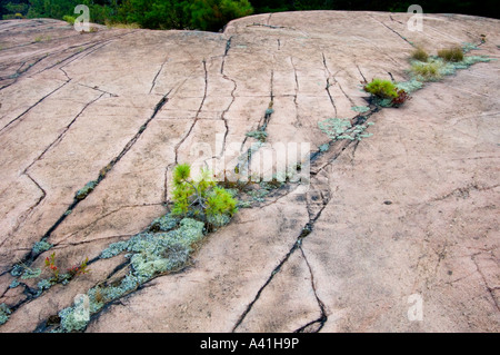 Scudo canadese rock comunità vegetali con pino bianco piantine in crepe Killarney, Ontario, Canada Foto Stock