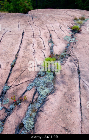 Scudo canadese rock comunità vegetali con pino bianco piantine in crepe Killarney, Ontario, Canada Foto Stock