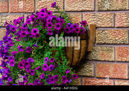 Montato a parete cesto fiorito (Calibrachoa) 'Million campane' su un muro di mattoni, maggiore Sudbury, Ontario, Canada Foto Stock