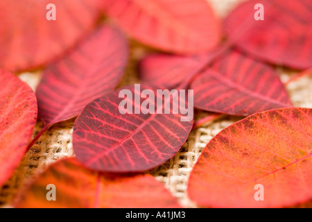 Foglie di autunno Foto Stock