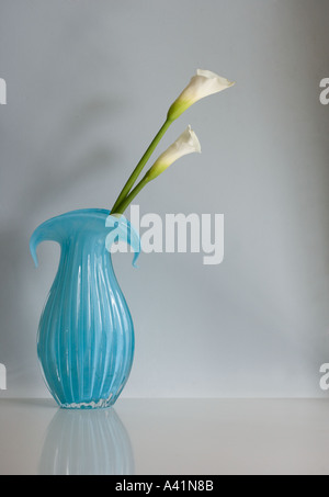 Ancora in vita della calla lilies in vaso Foto Stock