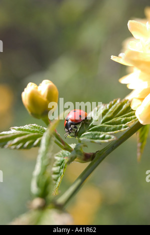 Coccinella septempunctata Coccinellia foglia verde Foto Stock