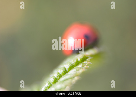 Coccinella septempunctata Coccinellia foglia verde Foto Stock