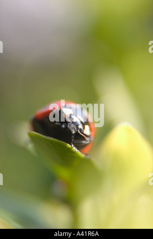 Coccinella septempunctata Coccinellia foglia verde Foto Stock