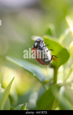 Coccinella septempunctata Coccinellia foglia verde Foto Stock