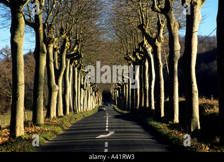 Provence sfocato di alberi di guida auto velocità asfalto strada di campagna Foto Stock