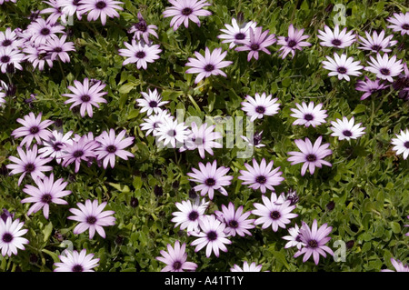 Ecklonis Osteospermum margherite Foto Stock