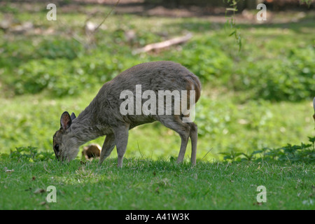 MUNTJAC DEER MUNTIACUS REEVESI DOE PASCOLO SV Foto Stock