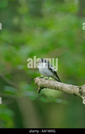 PIED FLYCATCHER FICEDULA HYPOLEUCA maschio sul ramo FV Foto Stock