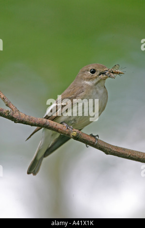 PIED FLYCATCHER FICEDULA HYPOLEUCA femmina su ramo con mosche CU Foto Stock