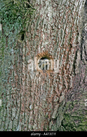 Picchio rosso maggiore Dendrocopus major di lasciare il nido con foro di gocciolamento Foto Stock