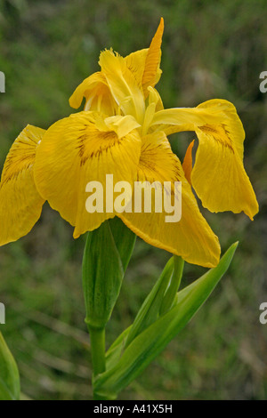 Bandiera gialla IRIS PSEUDOCORUS CLOSE UP DI FIORE Foto Stock