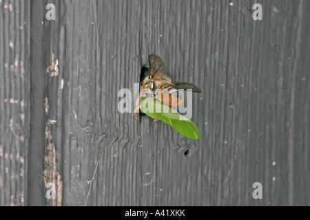 LEAF Cutter Bee Megachile centuncularis entrando NEST foro con profilato anta SV Foto Stock