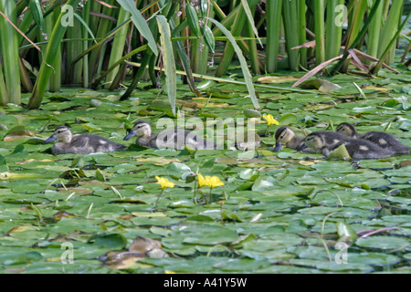 MALLARD ANO PLATYRHYNCHOS ANATROCCOLI nuoto attraverso la frangia di acqua Foto Stock