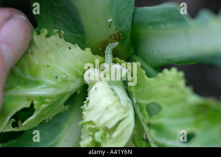 Argento Y AUTOGRAPHA GAMMA MANGIARE CATERPILLERS cuore di cavolo Foto Stock