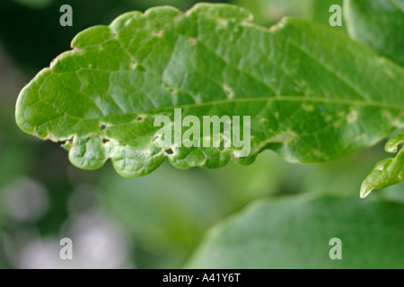 BUG del capside di danni alle foglie di Camelia Foto Stock