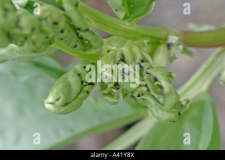 Verde bug del capside LYGOCORIS PABULINUS mostra danni alle fave punta crescente Foto Stock