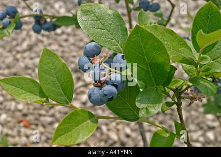 Mirtillo close up della maturazione dei frutti Foto Stock