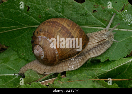 ROMAN SNAIL Helix pomatia mobile al di sopra della foglia CU SV Foto Stock