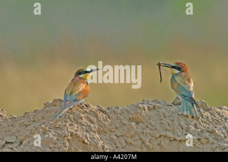 BEE EATER Merops apiaster coppia sul mucchio di sabbia vicino al foro di nido Foto Stock