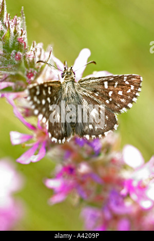 SKIPPER BRIZZOLATO PYRGUS MALVAE A RIPOSO Alette aperte Foto Stock