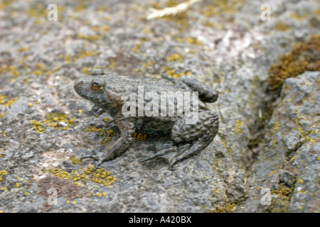 Ventre GIALLO TOAD Bombina variegata a riposo su pietra SV Foto Stock