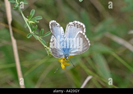 Blu CHALKHILL LYSANDRA CORIDON maschio su ali di fiori aperti Foto Stock
