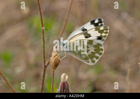 Vasca da bagno bianco PONTIA DAPLIDICE TAKIJNG NETTARE SV Foto Stock