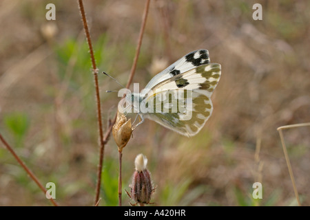 Vasca da bagno bianco PONTIA DAPLIDICE TAKIJNG NETTARE SV Foto Stock