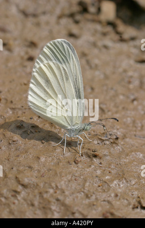 Legno bianco SINAPSIS LEPTIDEA sul fango SV CU Foto Stock