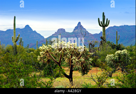 Il giardino dei Cactus in organo a canne Cactus Monumento Nazionale Arizona USA Foto Stock