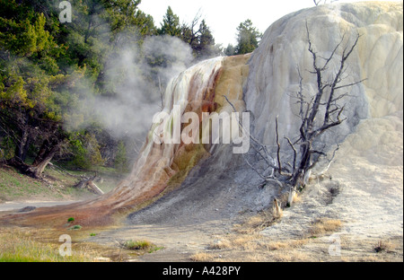 Colorate precipitato minerale presso il Mammoth Hotsprings nel Parco Nazionale di Yellowstone Wyoming USA Foto Stock