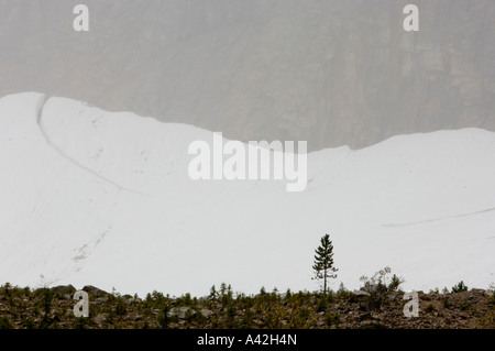 Morena Cavell e Lone Tree, Jasper National Park, Alberta, Canada Foto Stock