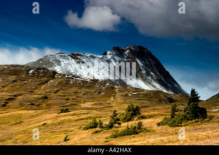 I prati alpini e rilievi circostanti in Wilcox Pass, Jasper National Park, Alberta, Canada Foto Stock