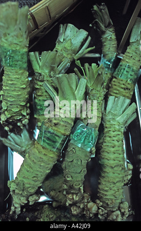 Wasabi fresco di rafano giapponese per la vendita in un giapponese sul mercato alimentare usato con sushi e sashimi Foto Stock