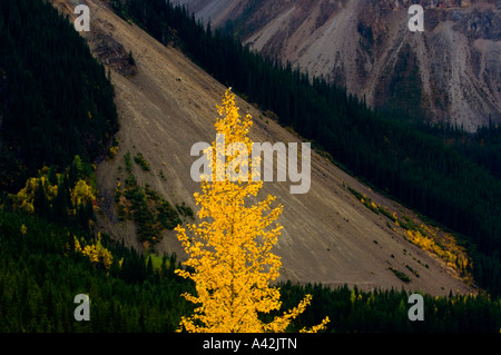 Il fogliame di autunno nella Vallata di Yoho Road, Parco Nazionale di Yoho, British Columbia, Canada Foto Stock