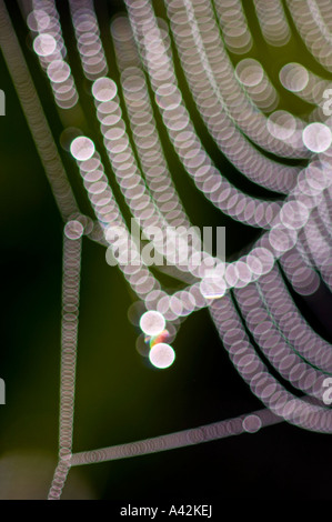 Spider Web fili di seta con fuori fuoco gocce di rugiada, maggiore Sudbury Ontario Foto Stock