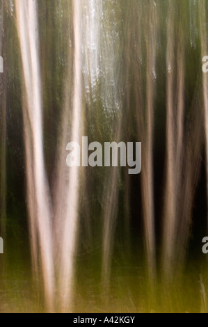 Bosco di betulle (movimento della telecamera), maggiore Sudbury Ontario Foto Stock