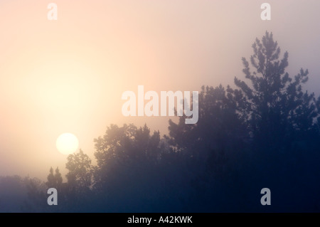 Misty zona umida con sagome di albero e Rising Sun, maggiore Sudbury, Ontario, Canada Foto Stock