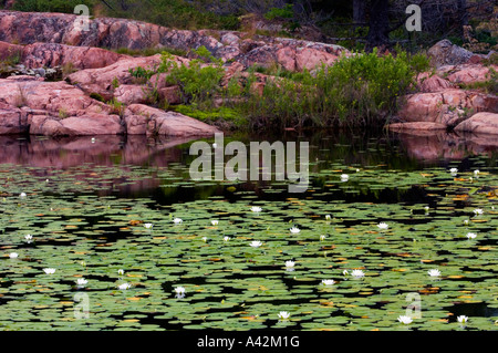 Faro stagno con acqua bianca gigli e red affioramenti granitici, Killarney, Ontario, Canada Foto Stock