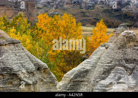 Hoodoos di arenaria con autunno cottonwoods, la scrittura su pietra Parco Provinciale, Alberta, Canada Foto Stock