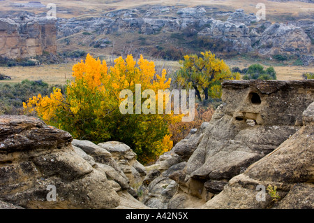 Hoodoos di arenaria con autunno cottonwoods, la scrittura su pietra Parco Provinciale, Alberta, Canada Foto Stock