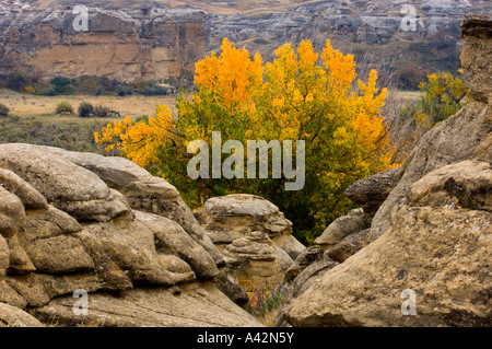 Hoodoos di arenaria con autunno cottonwoods, la scrittura su pietra Parco Provinciale, Alberta, Canada Foto Stock