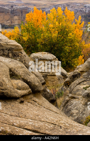 Hoodoos di arenaria con autunno cottonwoods, la scrittura su pietra Parco Provinciale, Alberta, Canada Foto Stock