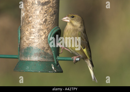 Unione Verdone Carduelis chloris femmina adulta alimentare a semi di girasole alimentatore, Todwick, South Yorkshire, Inghilterra Foto Stock