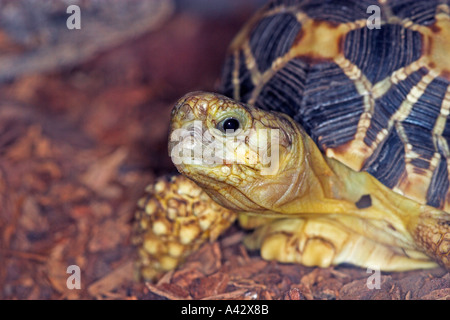 Birmano tartaruga a stella Foto Stock