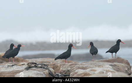 Nero Africa Oystercatchers Haematopus moquini poggiante su rocce con le onde che si infrangono in background Foto Stock