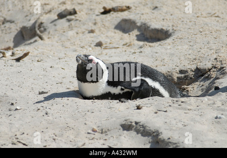Un africano o Jackass Penguin Spheniscus demersus riposa in ingresso alla sua nidificazione burrow con i suoi occhi chiusi Foto Stock